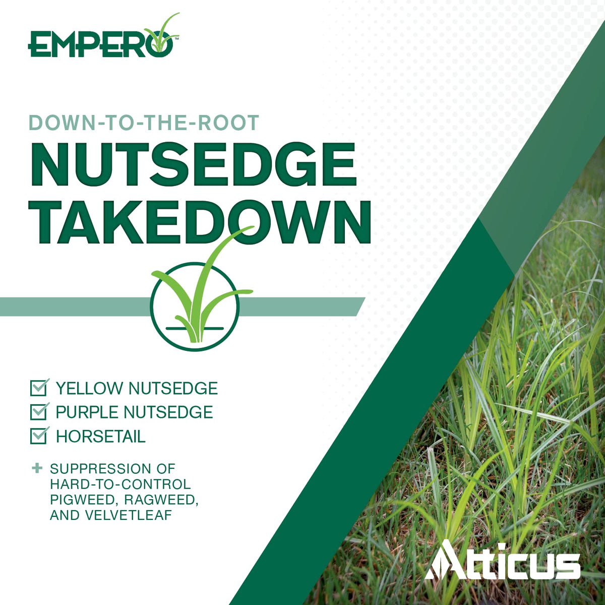 Nutsedge Killer Herbicide Concentrate V54400