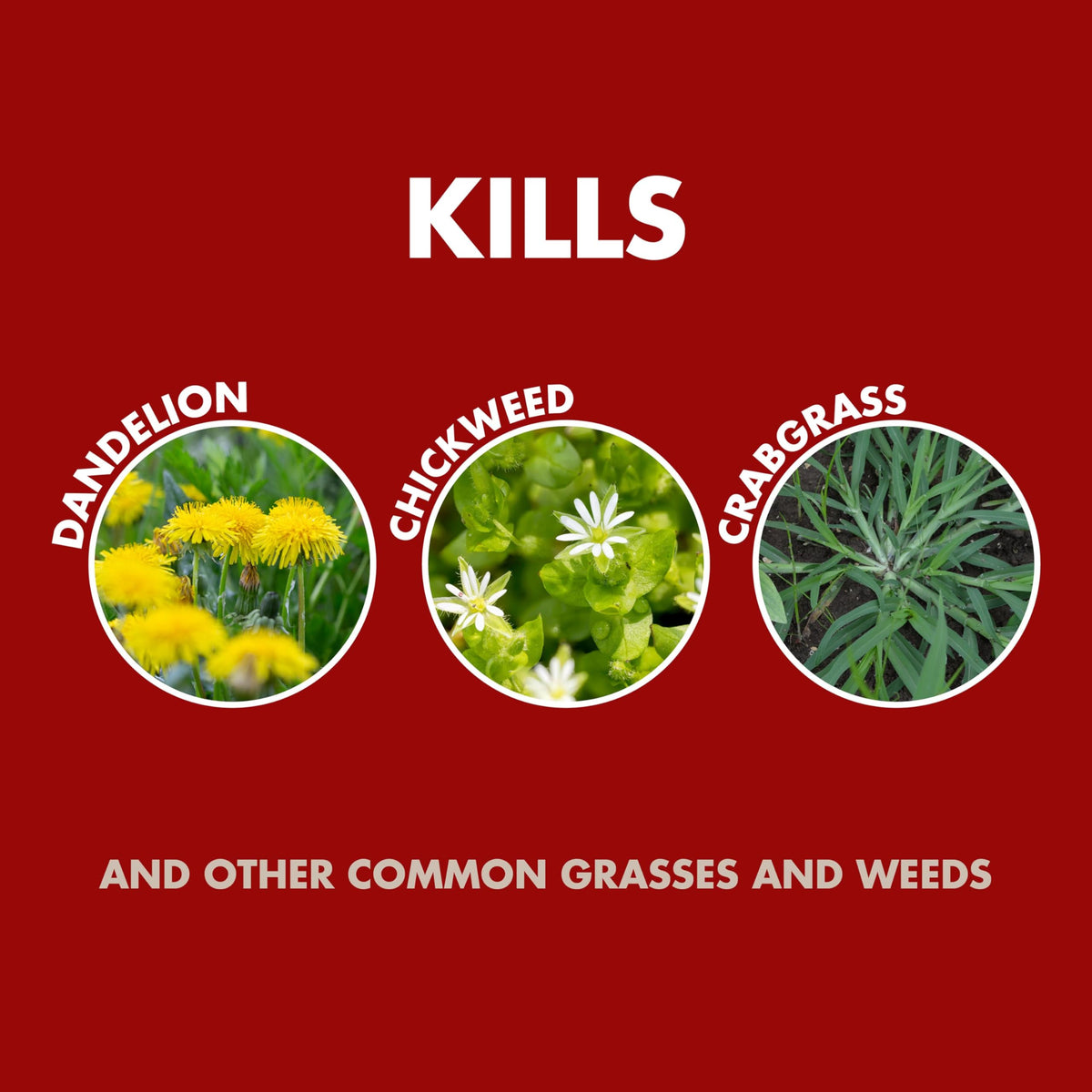 Weed and Grass Killer Concentrate 32 Oz L577