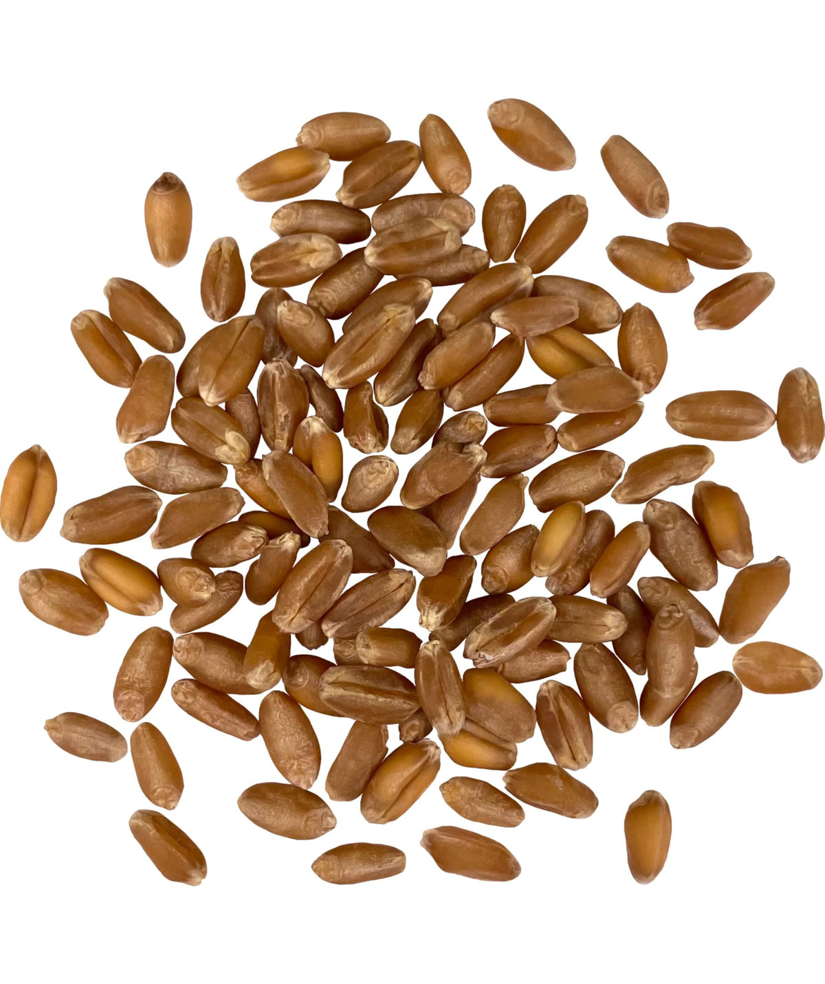 Hard Red Winter Wheat Berries 25 LBS Bag Sproutable Non-GMO Kosher C286589