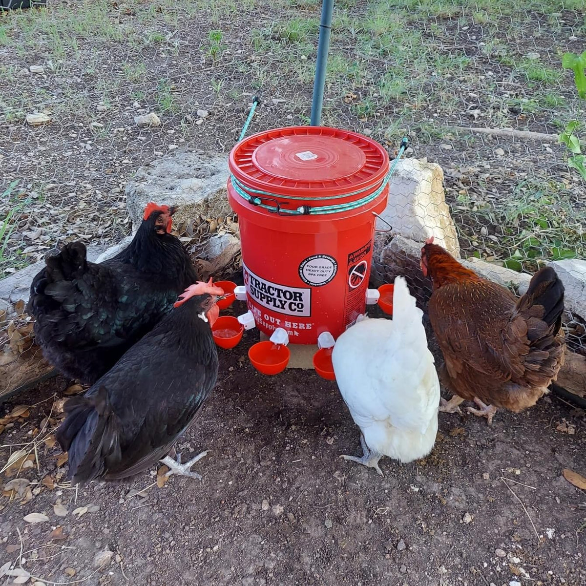 12 Pack Poultry Waterer Cups with Drill S219884
