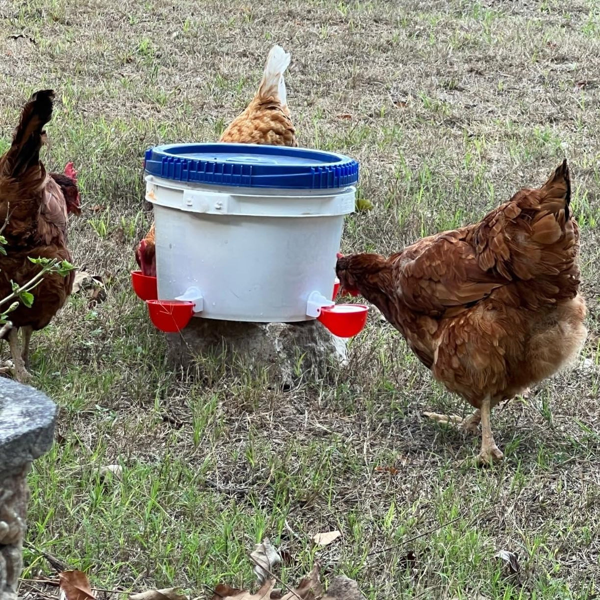 12 Pack Poultry Waterer Cups with Drill S219884