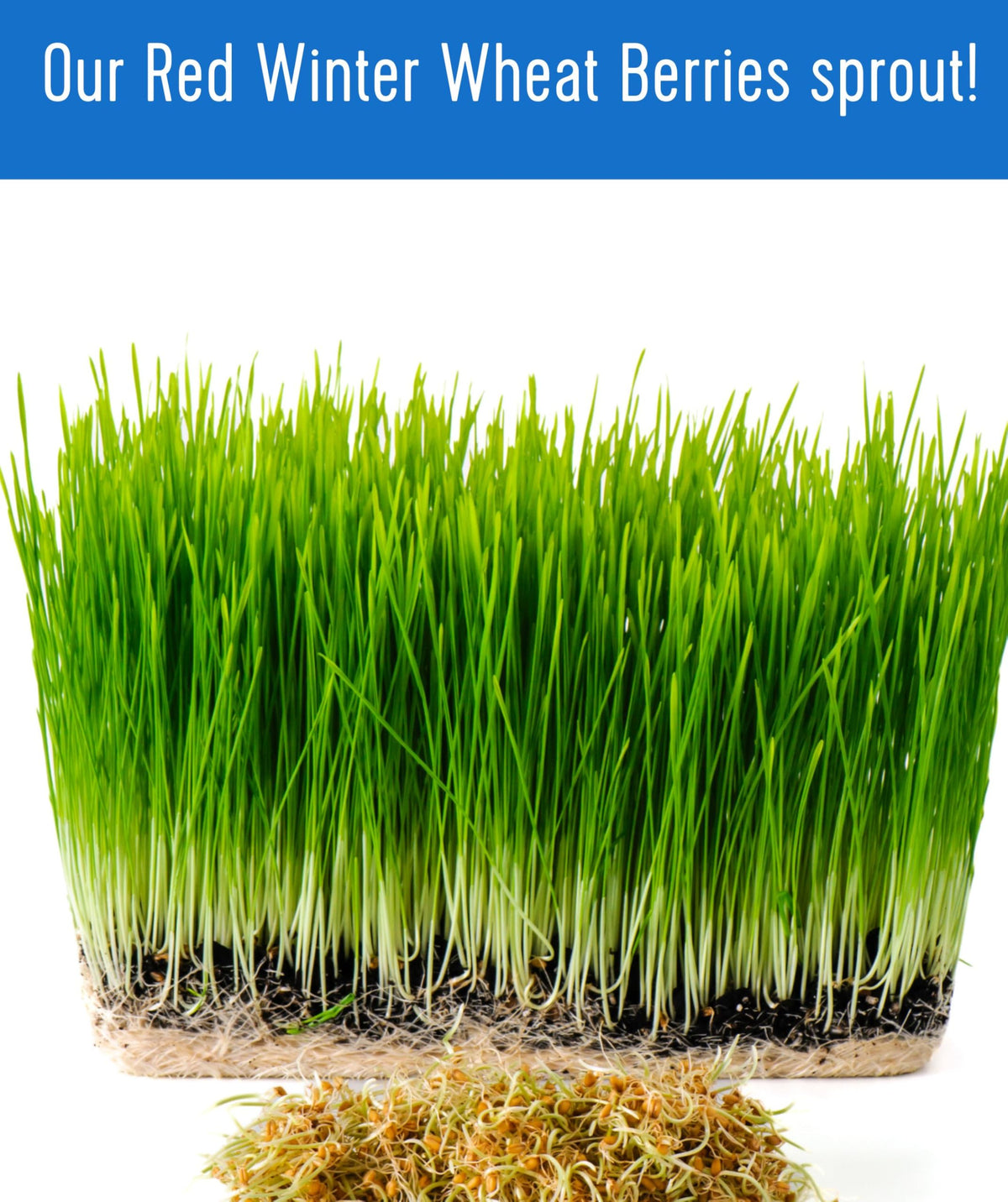 Hard Red Winter Wheat Berries 25 LBS Bag Sproutable Non-GMO Kosher C286589
