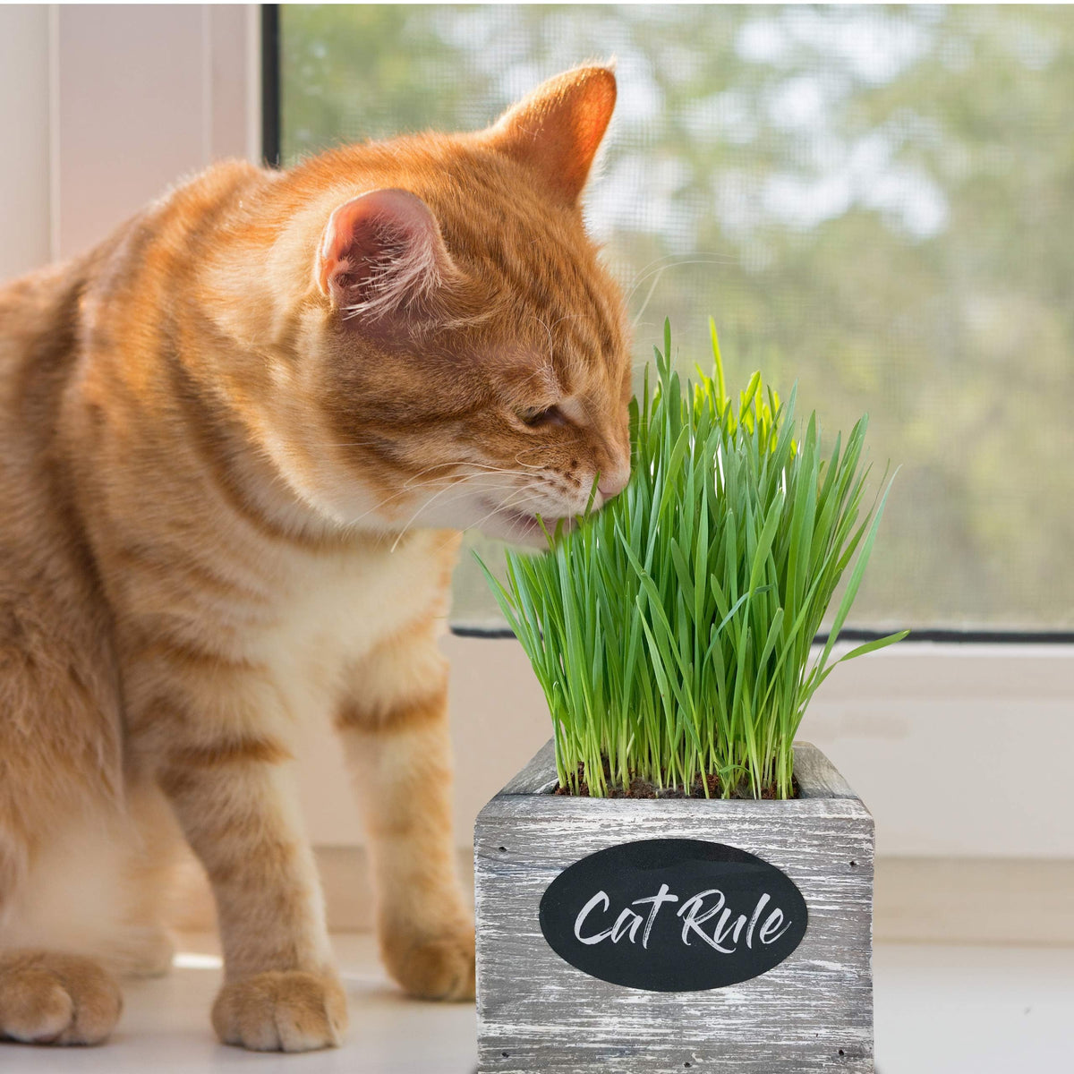 Organic Wheatgrass Seed & Soil Cat Grass Kit R1972