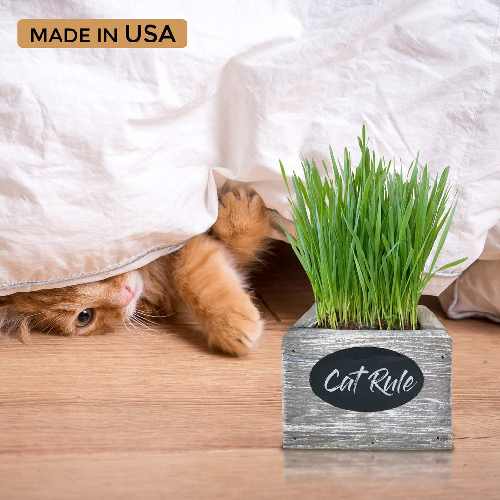 Organic Wheatgrass Seed & Soil Cat Grass Kit R1972