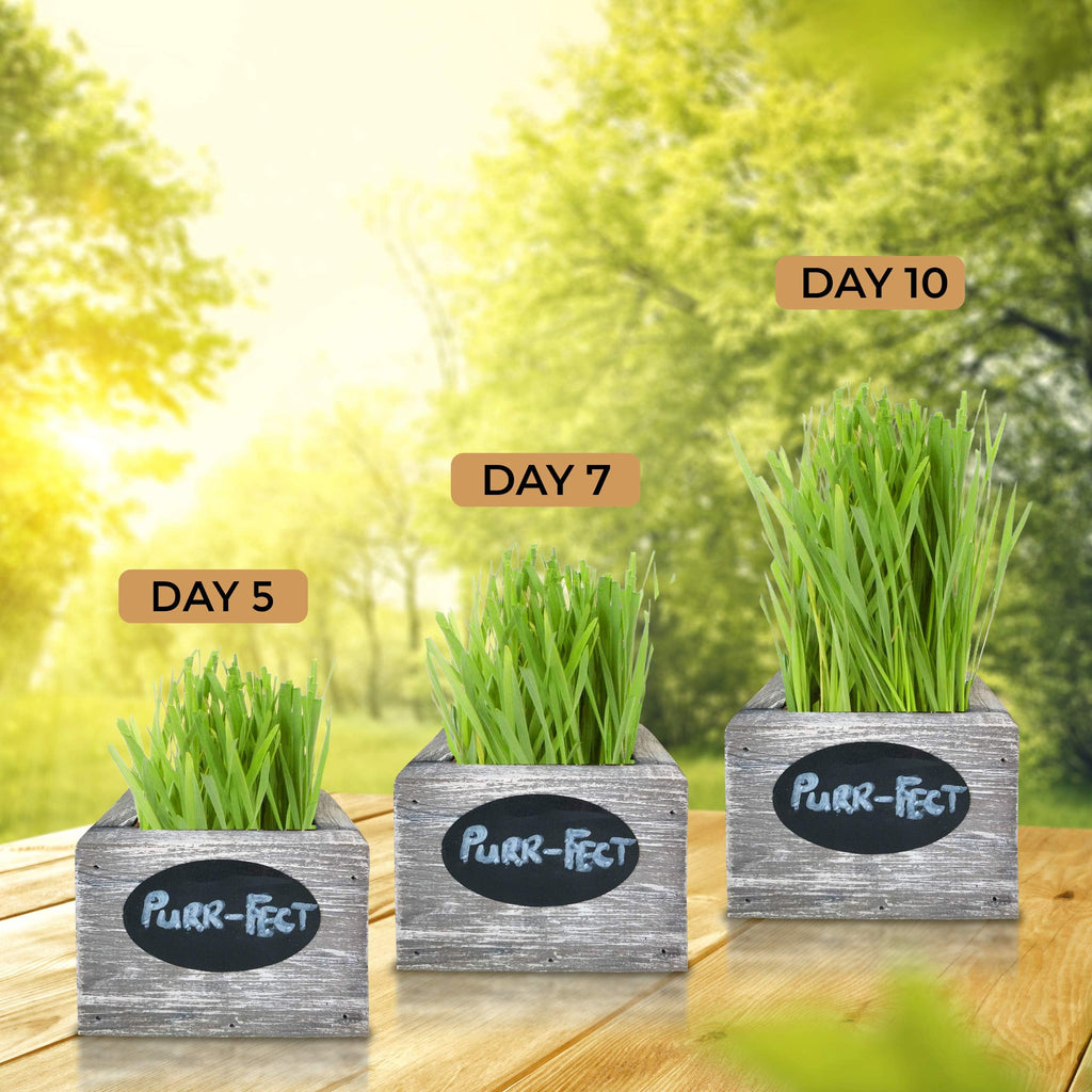Organic Wheatgrass Seed & Soil Cat Grass Kit R1972